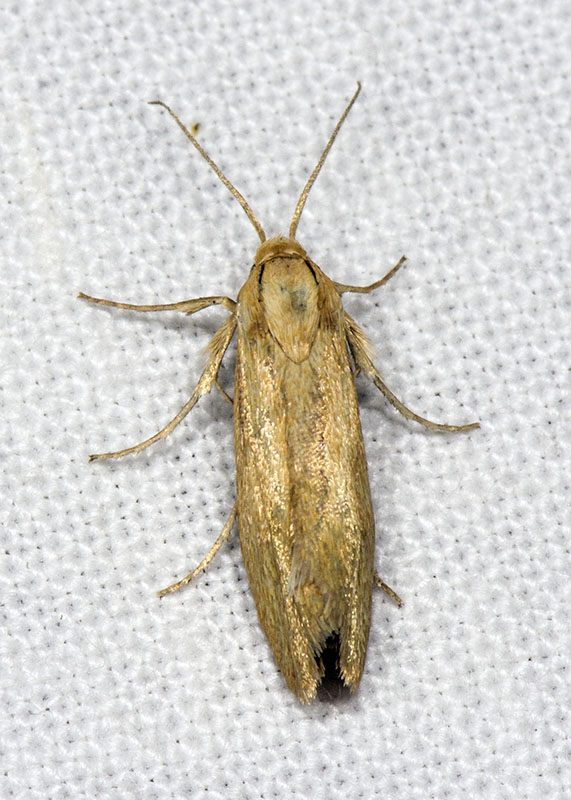 Micro da Id